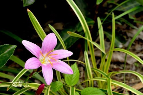 燕麦片功效及禁忌——正在播放东京热濑亚美莉，营养宝库还是健康雷区？揭示其功效与禁忌的全面解读